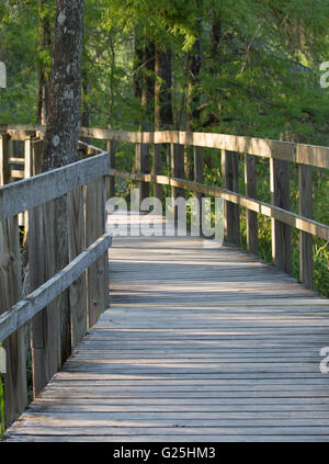 Promenade le long des arbres dans la réserve de Cypress Island, lac Martin, Louisiane Banque D'Images