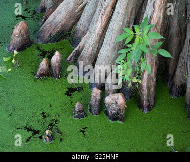 Les genoux de cyprès à la base d'un cyprès chauve (Taxodium distichum) dans l'île de Cypress préserver sur la rive du Lac Martin Banque D'Images