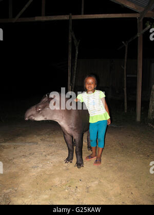 Tapir (Tapirus terrestris brésilien), avec l'enfant. Angamos. L'Amazonas. Pérou Banque D'Images