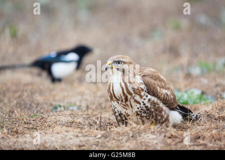 Eurasian Buzzard (Buteo buteo) perché sur la masse. Ivars, lac. Lleida province. La Catalogne. L'Espagne. Banque D'Images