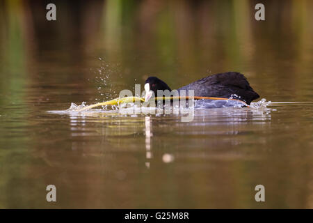 Foulque macroule (Fulica atra commune) se nourrit de l'eau. Ivars, Lac. Lleida province. La Catalogne. L'Espagne. Banque D'Images