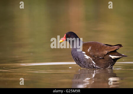 La Gallinule poule-d'eau (Gallinula chloropus) sur l'eau. Ivars, Lac. Lleida province. La Catalogne. L'Espagne. Banque D'Images