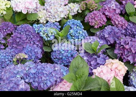 L'Hydrangea flowers background en violet et bleu, Hydrangea macrophylla Banque D'Images