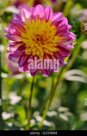 Gartendahlie (Dahlia), variété Boogie Woogie, rose-fleur jaune, Rhénanie du Nord-Westphalie, Allemagne Banque D'Images