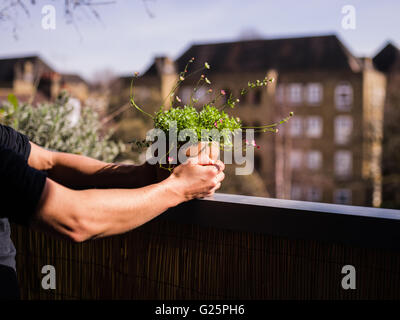 Gros plan sur les mains d'une jeune femme qu'elle fréquente pour ses plantes sur un balcon Banque D'Images
