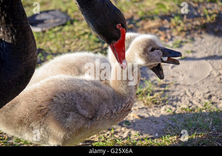 Mère Australian Black Swan et deux baby cygnets Banque D'Images