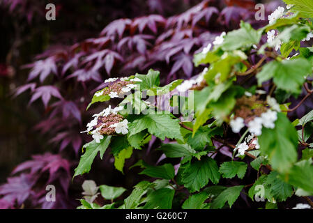 Viburnum sargentii Onondaga Caprifoliaceae. Banque D'Images