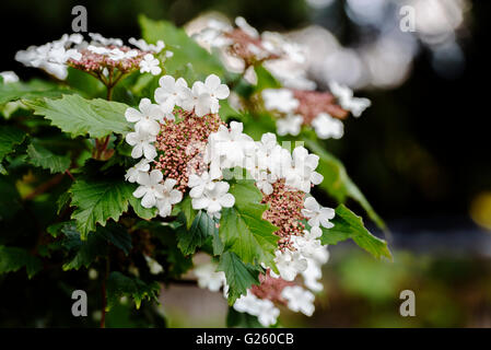 Viburnum sargentii Onondaga, Caprifoliaceae Banque D'Images