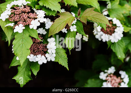 Viburnum sargentii Onondaga, Caprifoliaceae Banque D'Images