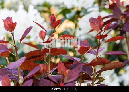 Prunus serrula Pourpre Royale, la fumée Bush Banque D'Images