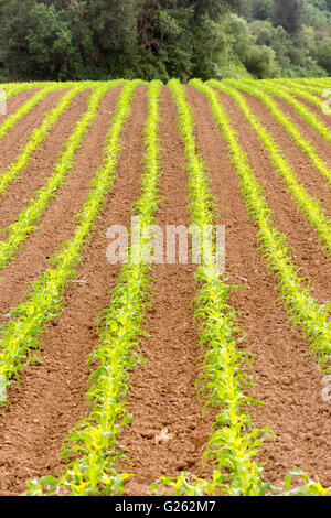 Champ de l'agriculteur producteur de maïs l'Agriculture, de l'alimentation de l'Oregon Banque D'Images