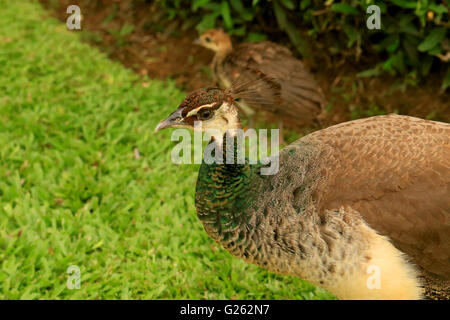 Paons sauvages ou femme peacock en Jamaïque Banque D'Images