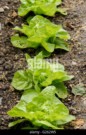 plantules de laitue qui poussent à la rangée Banque D'Images