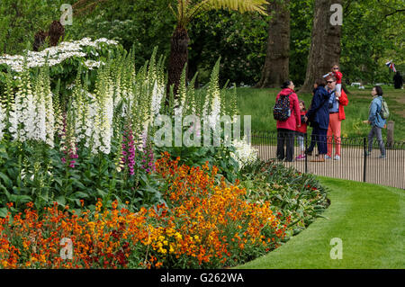 Le printemps à St James's Park, Londres Angleterre Royaume-Uni UK Banque D'Images