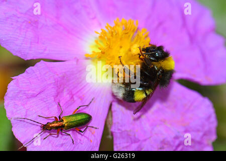 Bourdon et ponderosa fleur Pollinisateurs Banque D'Images
