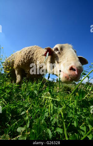 Vue du sol, pâturage de moutons Banque D'Images