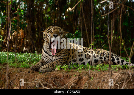 Jaguar (Panthera onca) située sur les rives de la rivière Três Irmãos dans le domaine de Mato Grosso, la région est appelée Pantanal. Banque D'Images