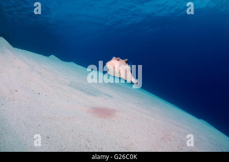 Mer Rouge, Egypte. 3e Mar, 2016. Rorqual à bosse, Turretfish turretfish communément appelé le rorqual à bosse, casque, cowfish cowfish chameau ou thornbacked boxfish (Tetrosomus gibbosus) nage sur un fond sablonneux, Red Sea, Egypt, Africa © Andrey Nekrasov/ZUMA/ZUMAPRESS.com/Alamy fil Live News Banque D'Images