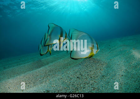 Mer Rouge, Egypte. 3e Mar, 2016. banc de poissons platax Teira, platax, requins spadefish Roundface ou petit platax Platax teira) (sur le fond de sable, mer Rouge, Marsa Alam, Egypte, Dabab AbuÂ © Andrey Nekrasov/ZUMA/ZUMAPRESS.com/Alamy fil Live News Banque D'Images