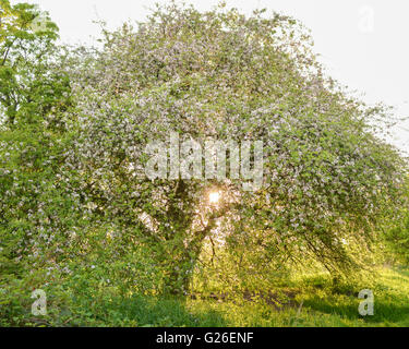 Gartness, Stirlingshire, Scotland, UK. 25 mai, 2016. UK - beau soir lumière éclairant un pommier en fleurs couverte d'arbres Banque D'Images