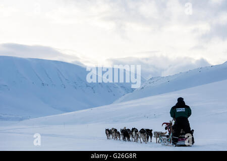 Chien de Traîneau en hiver, Longyearbyen Svalbard, Spitzberg, Norvège Banque D'Images