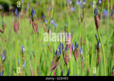 Les bourgeons de fleurs bleu Iris en jardin close up Banque D'Images