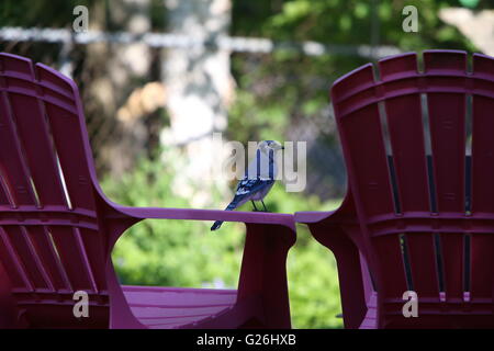 Geai bleu sur chaise rose Banque D'Images