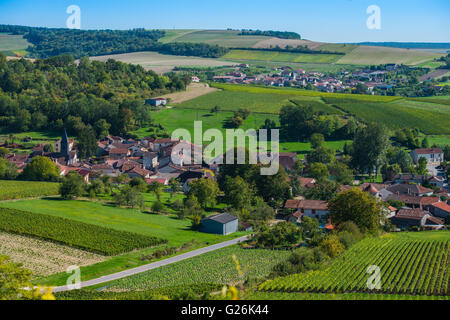 Vignes de champagne dans la Côte des Bar de l'Aube à proximité de Colombe la fosse, Champagne-Ardennes, France, Europe Banque D'Images