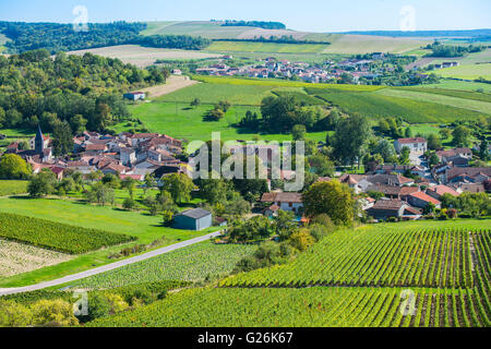 Vignes de champagne dans la Côte des Bar de l'Aube à proximité de Colombe la fosse, Champagne-Ardennes, France, Europe Banque D'Images