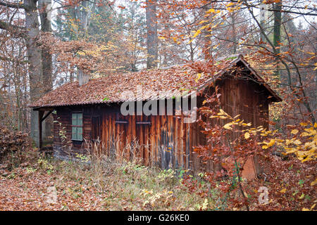 Envahi par la vieille cabin in the woods Banque D'Images