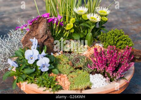 Variété de fleurs colorées dans le jardin Banque D'Images