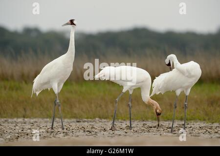 La grue à trouver leur hivernage à Aransas National Wildlife Refuge en Austwell, Texas Banque D'Images