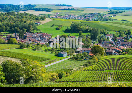 Vignes de champagne dans la Côte des Bar de l'Aube à proximité de Colombe la fosse, Champagne-Ardennes, France, Europe Banque D'Images