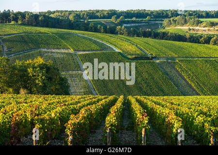 Vignes de champagne dans la Côte des Bar de l'aube, Champagne-Ardenne, France, Europe Banque D'Images