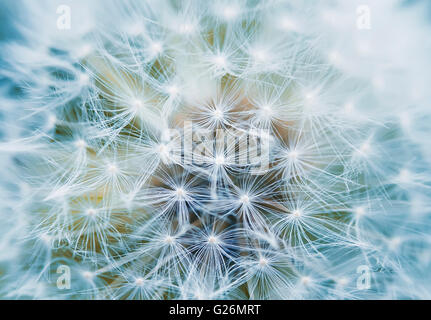 Le pissenlit, l'arrière-plan, champ, blanc, la nature, l'été, l'usine, belle, fleur, jolie, macro, fleurs, printemps, les pissenlits, Banque D'Images