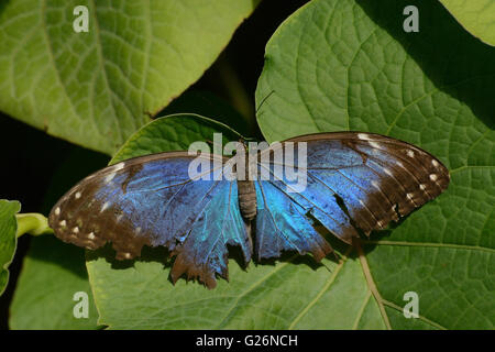 Fragile Papillon Bleu Morpho peleides morpho () sur feuille, à Butterfly Pavilion Banque D'Images