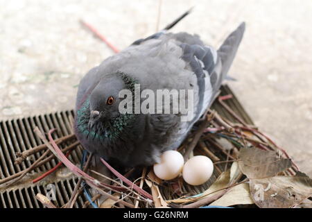 Pigeon d'oeufs à couver Banque D'Images