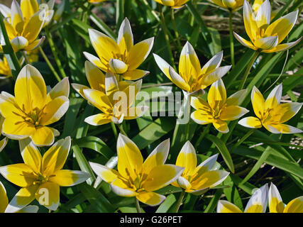 Tulipes jaunes avec des taches blanches sur les pétales sont en fleurs sur les parterres du jardin au printemps. Banque D'Images