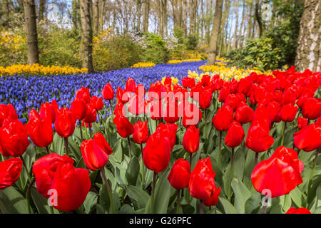 Beaux jardins en fleurs de printemps Banque D'Images