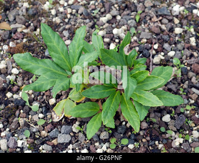 Christrose ; Helleborus niger ; Keimling, Sproessling Banque D'Images