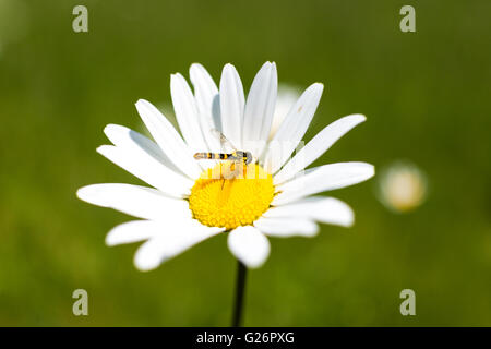 Close-up of a hoverfly assis sur un boeuf Marguerite blanche. Banque D'Images