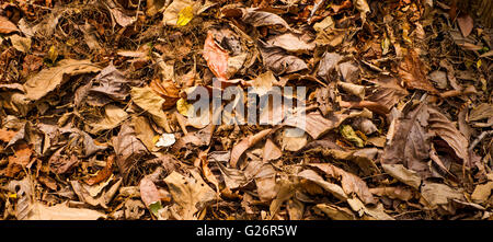 Vue perspective basse teck sec morts colorisée de feuilles d'arbres dans les forêts de teck marbre montrant les tons de rouge et jaune Banque D'Images