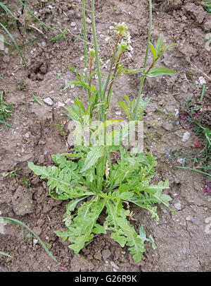 Heilpflanze Hirtentaeschelkraut ; ist eine und Arzneipflanze Wildpflanze, Banque D'Images