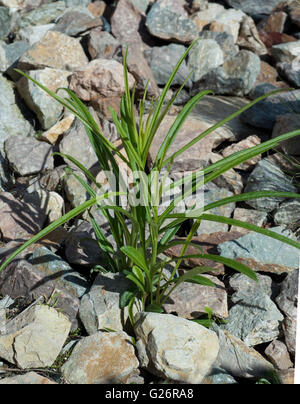 Pfirsichblaettrige Glockenblume Campanula persicifolia ; ; Banque D'Images