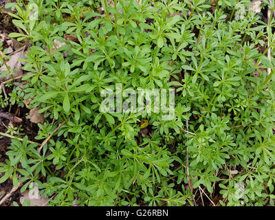 Kletten-Labkraut, Galium aparine, Jungpflanze Banque D'Images