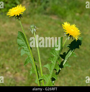 Taraxacum officinale Loewenzahn ; ; ; Banque D'Images