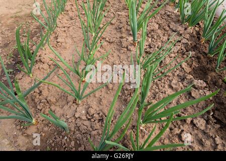 Rangées de germes d'oignon de printemps en potager au début du printemps Banque D'Images