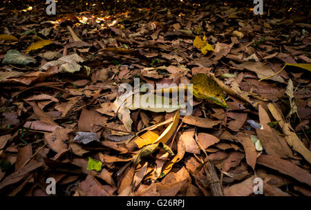 Vue perspective basse sec feuilles mortes colorisée mango mango en sol du verger peu la lumière du soleil qui brille dans l'arrière-plan flou artistique Banque D'Images