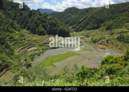 Rizières en terrasses d'Ifugao est de Banaue, Luzon, Philippines Banque D'Images