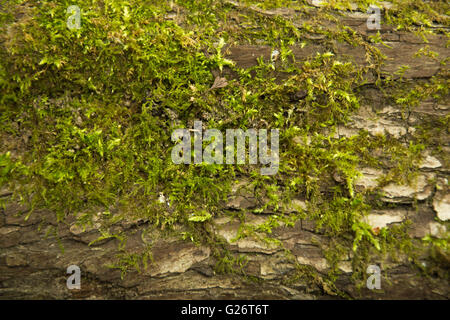 Mousse de coussin dans la forêt d'Epping. Banque D'Images